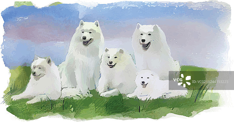 哈士奇白色犬只图片素材