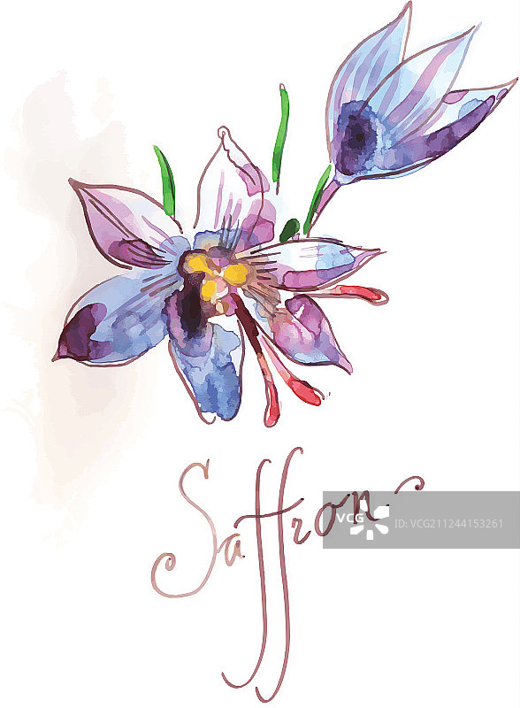 蓝色藏红花图片素材