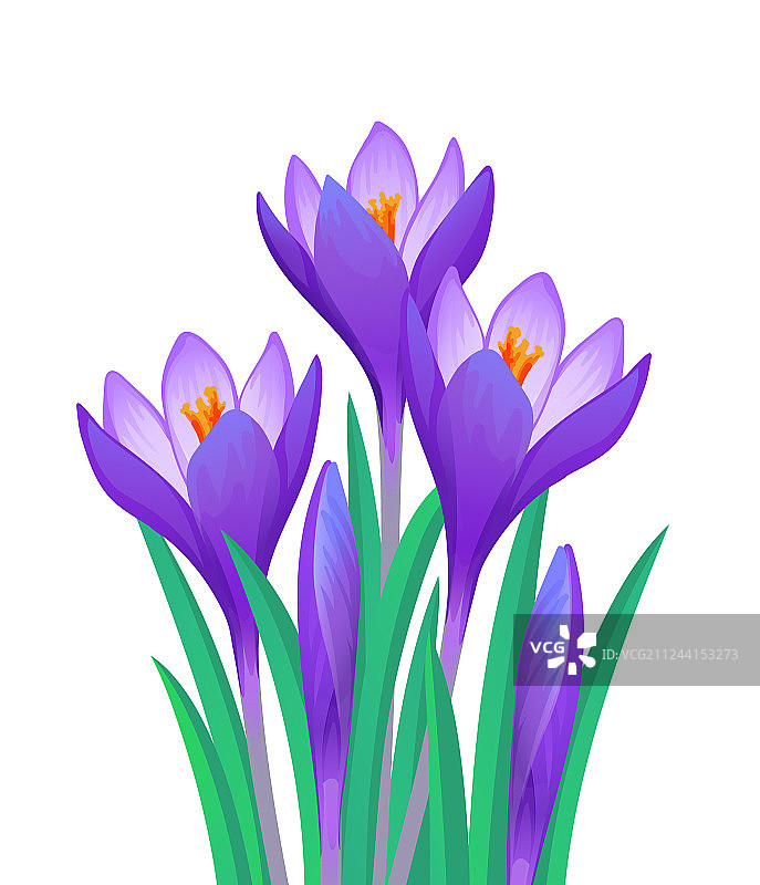 番红花花束图片素材