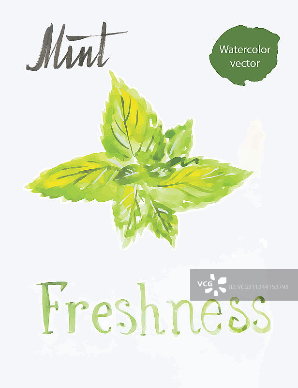 薄荷叶水彩画图片素材
