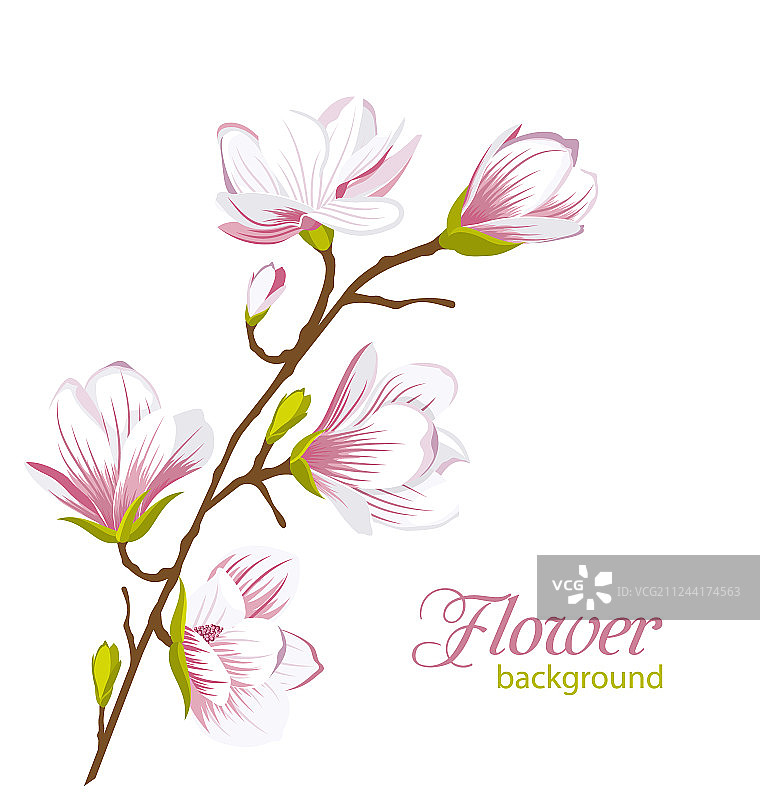 美丽玉兰树枝异国情调花卉图片素材