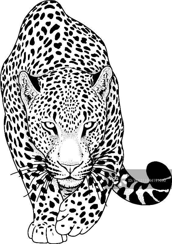 豹子图案动物图片素材