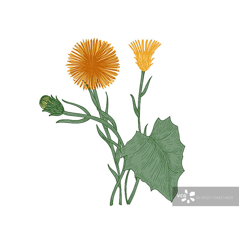 款冬花蕾和叶子图片素材