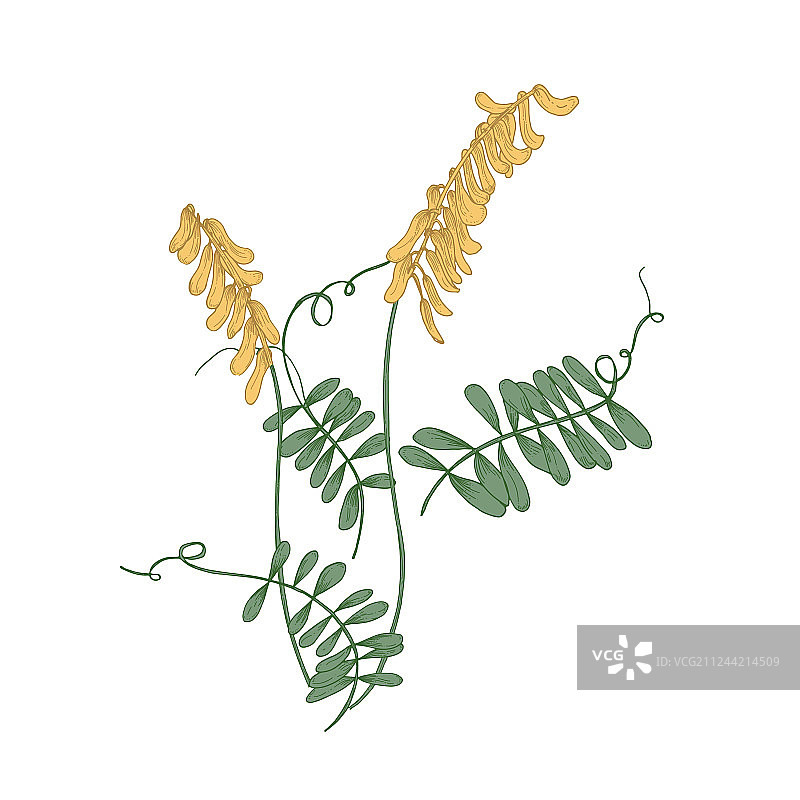 簇毛野豌豆花茎和叶图片素材