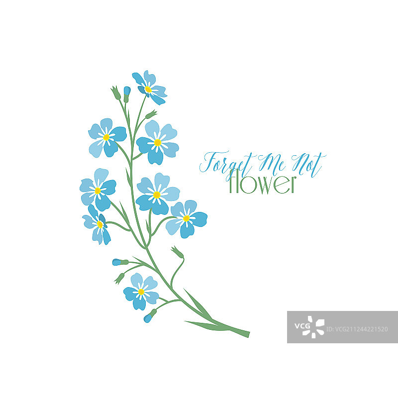 蓝色勿忘我花朵图片素材