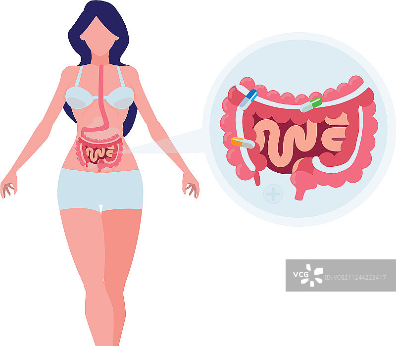 具有消化系统的女性解剖图图片素材