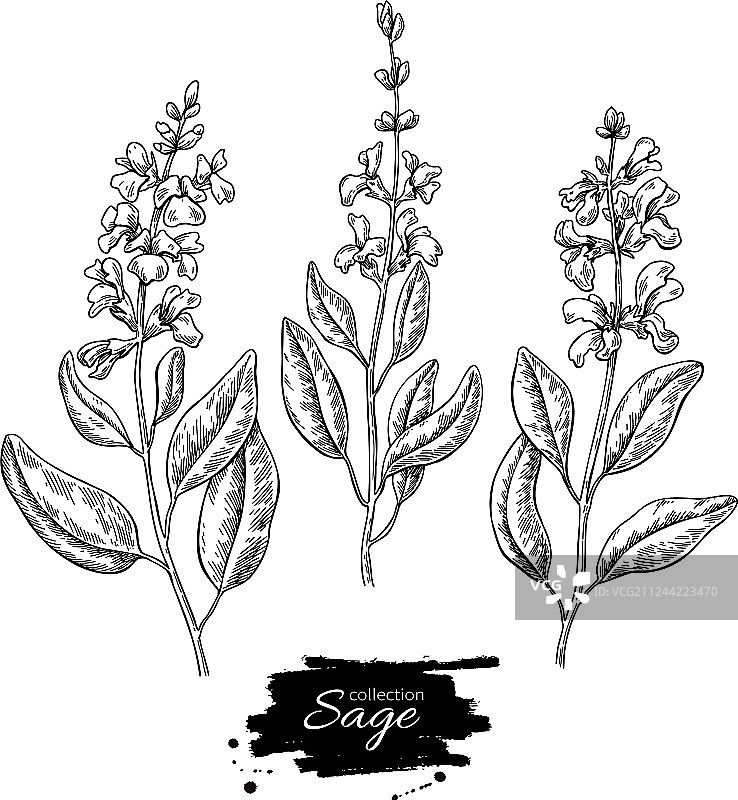 鼠尾草手绘孤立植物套装图片素材