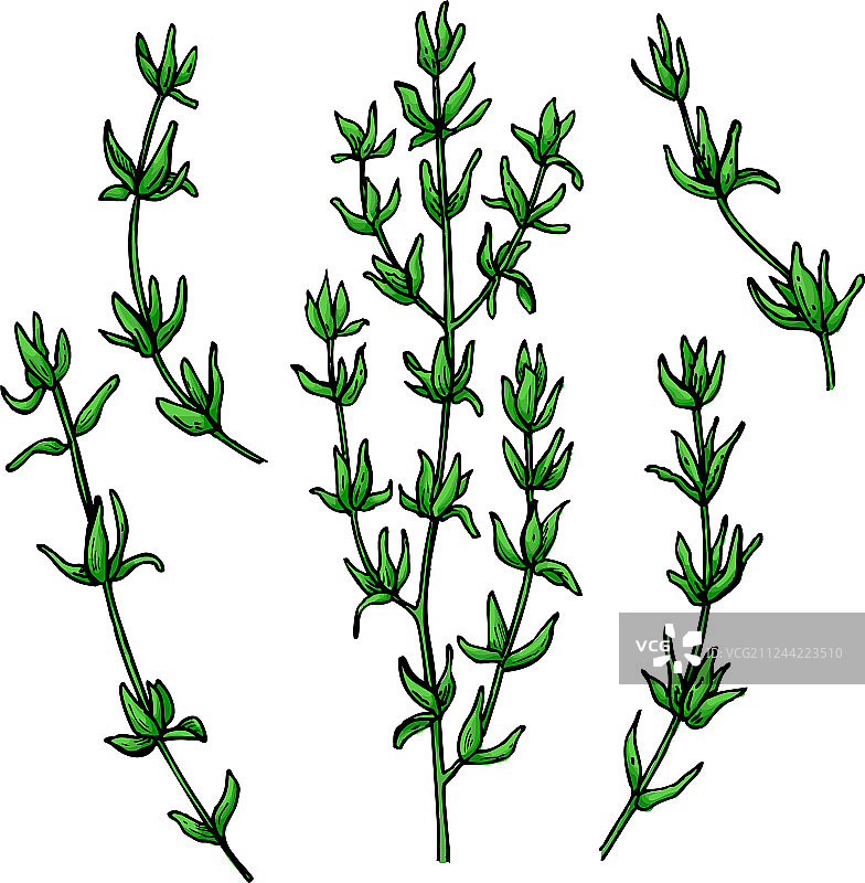 百里香绘画：独立的百里香植物图片素材