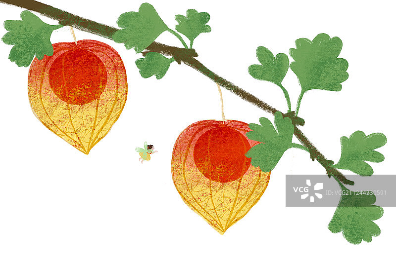 灯笼果和小精灵图片素材