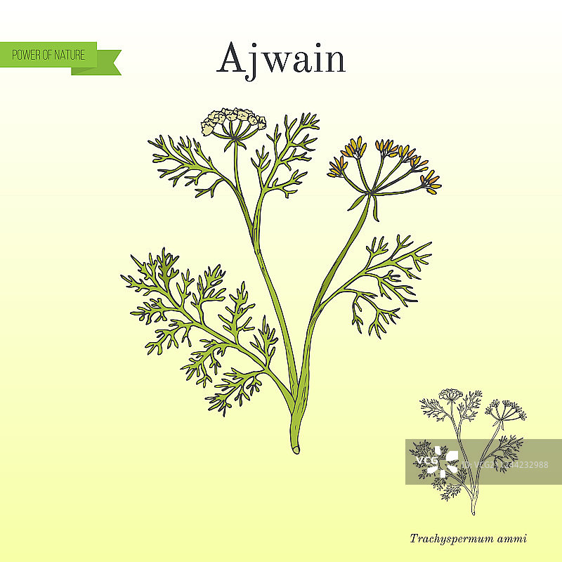 阿魏芹图片素材