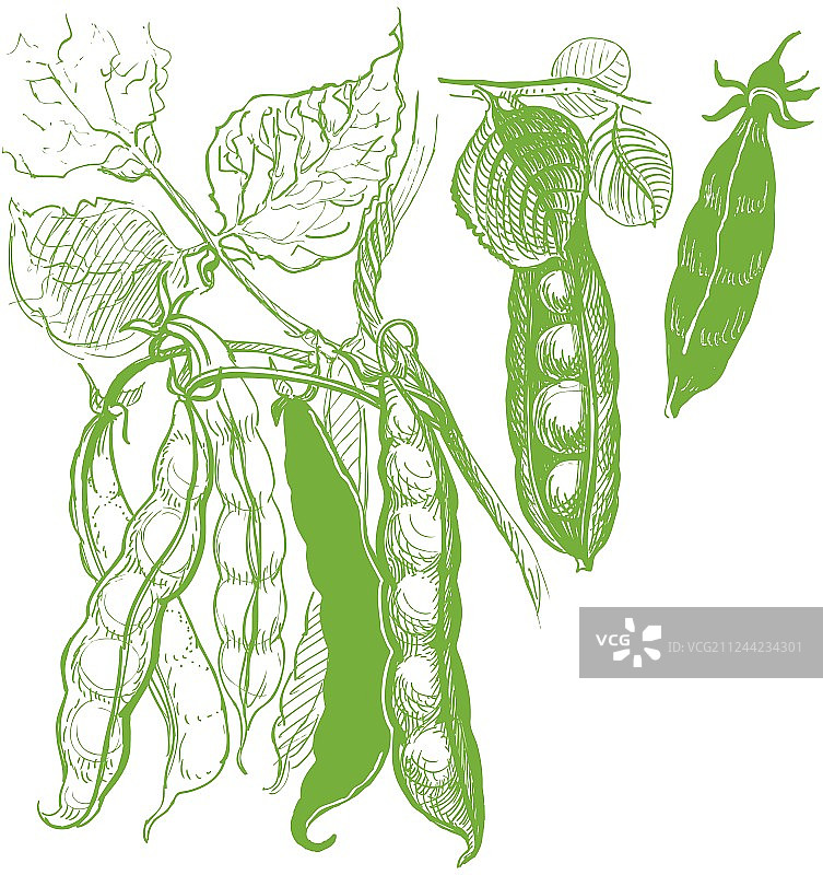 蔬菜豌豆复古画作图片素材