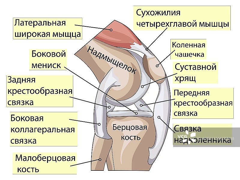 膝关节解剖结构图片素材
