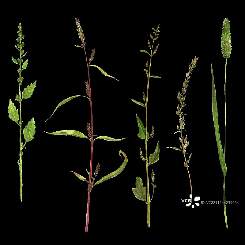 水彩植物绘画套装图片素材