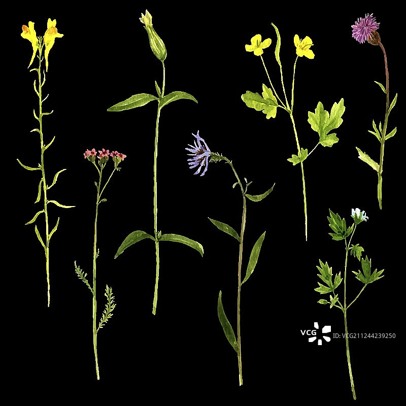 水彩植物绘画套装图片素材