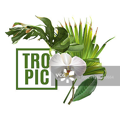 热带植物banner图片素材