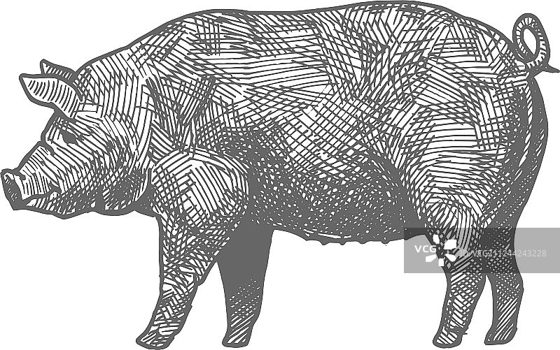 手绘猪图片素材