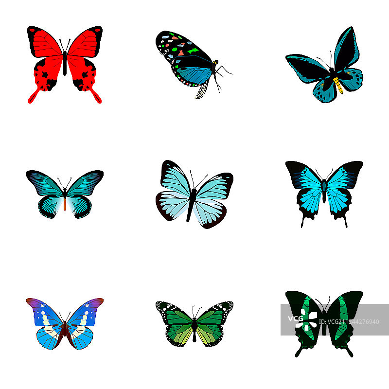 逼真的锦葵凤蝶图片素材