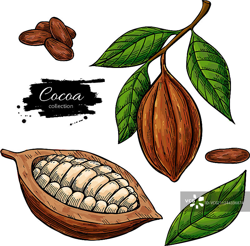 有机可可超级食物图片素材