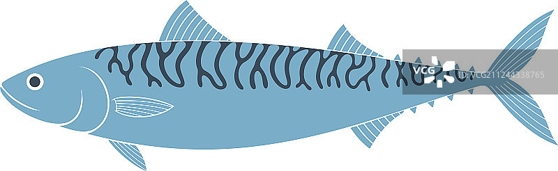 鲭鱼图片素材