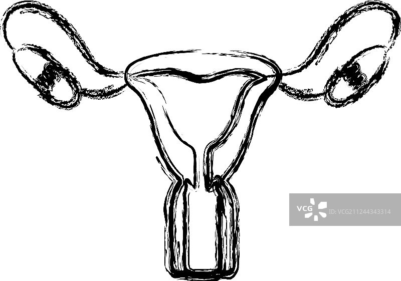 模糊手绘女性生殖系统轮廓图片素材