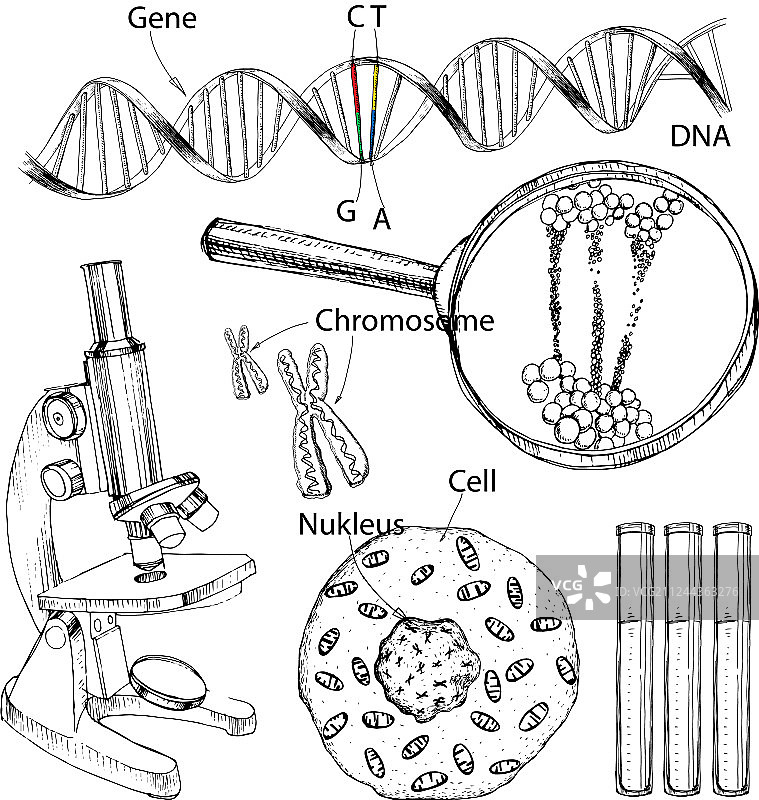 手绘的DNA基因组序列结构图片素材