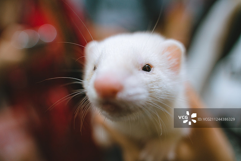 白貂特写图片素材