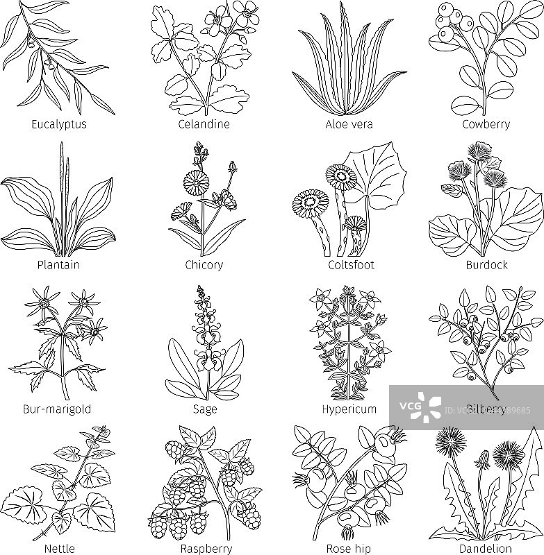 药用植物和草药合集图片素材