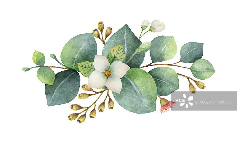 水彩桉树花束图片素材