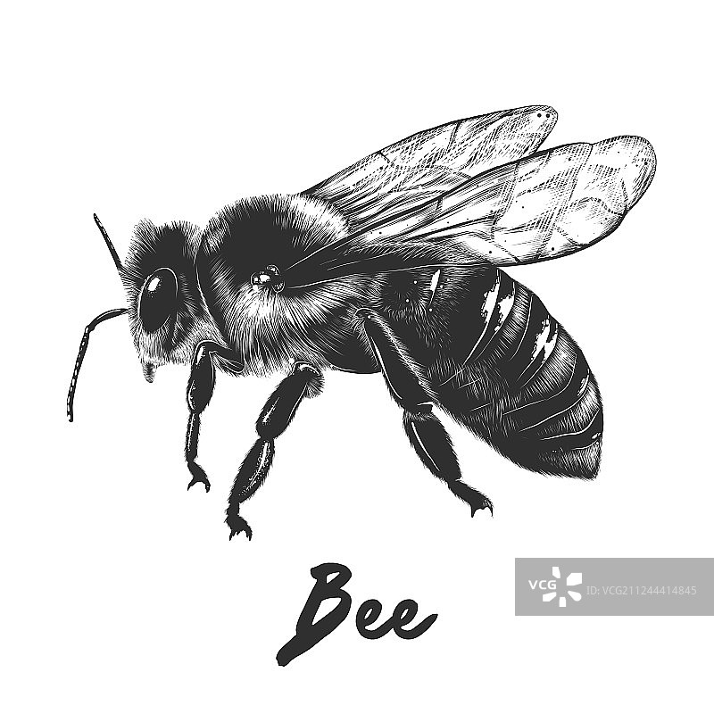 用于海报装饰和印刷的雕刻风格图片素材