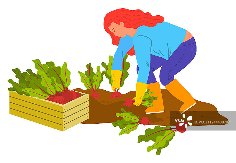 种植蔬菜，妇女在花园里种植甜菜图片素材