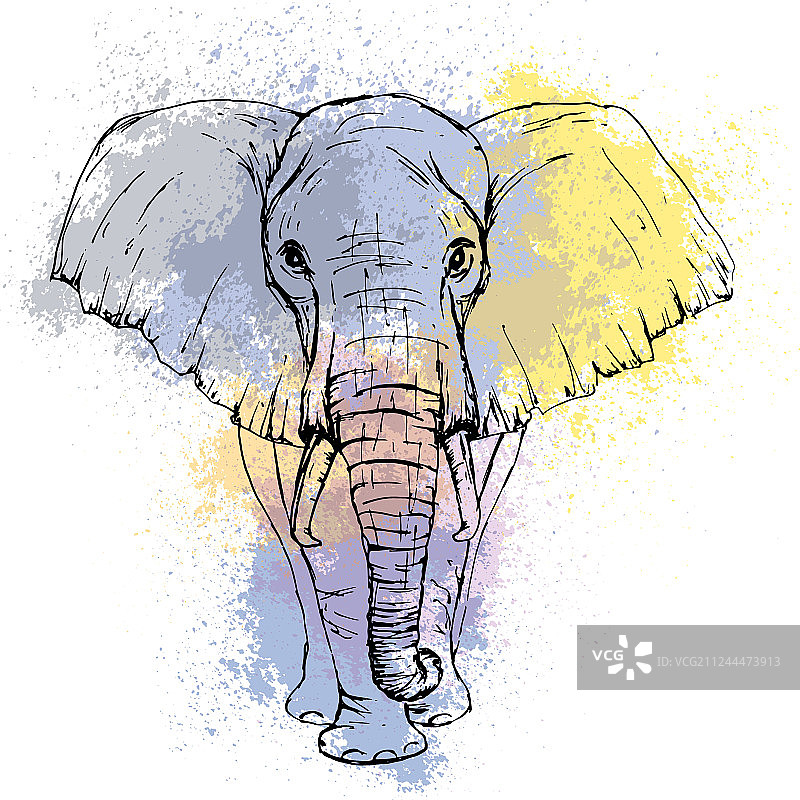 非洲象正面钢笔素描图片素材