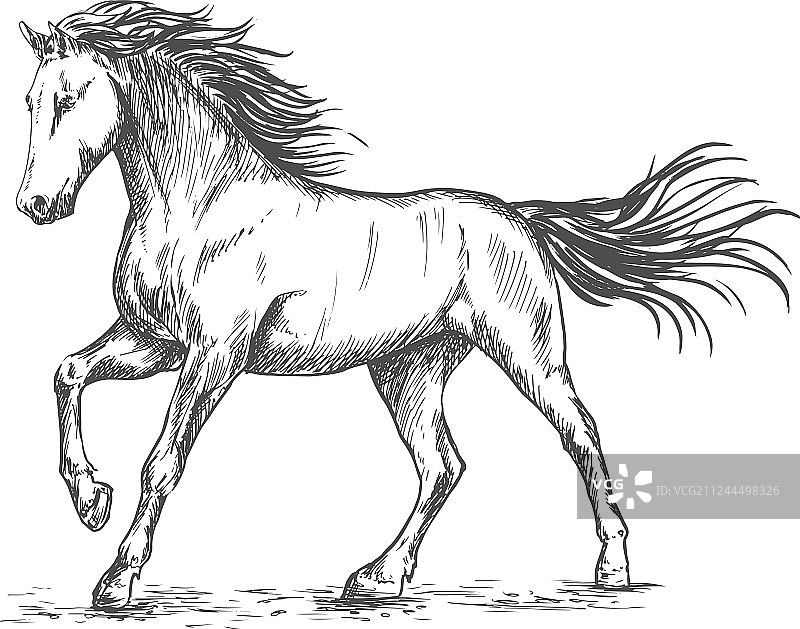 白色骏马印章素描肖像图片素材