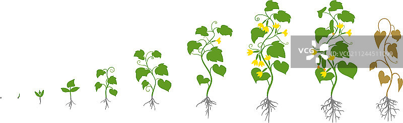 黄瓜植物生长阶段图片素材