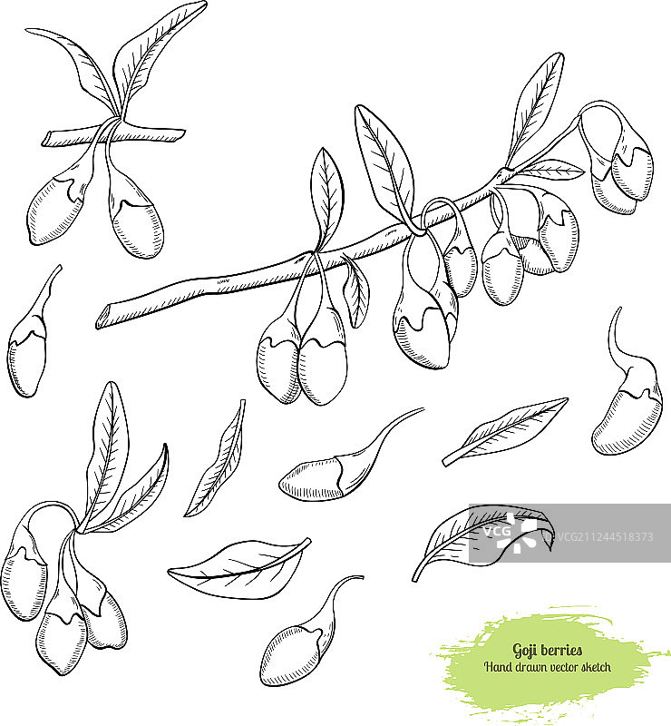 手绘枸杞素描图片素材