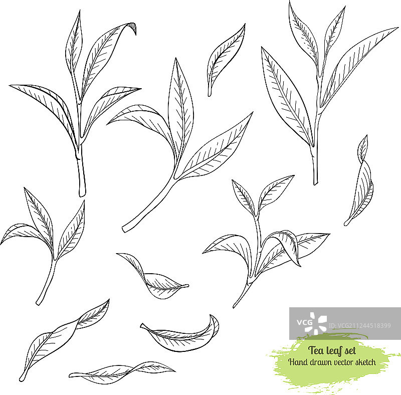 手绘茶树叶子图片素材