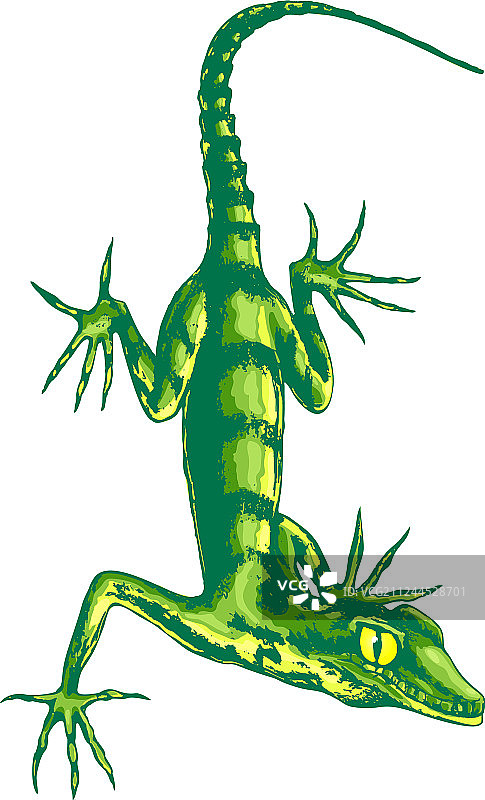 长爪蜥蜴图片素材