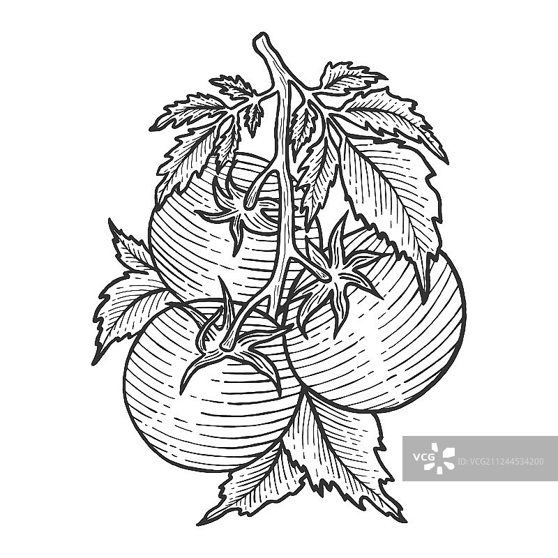 番茄素描雕刻图片素材