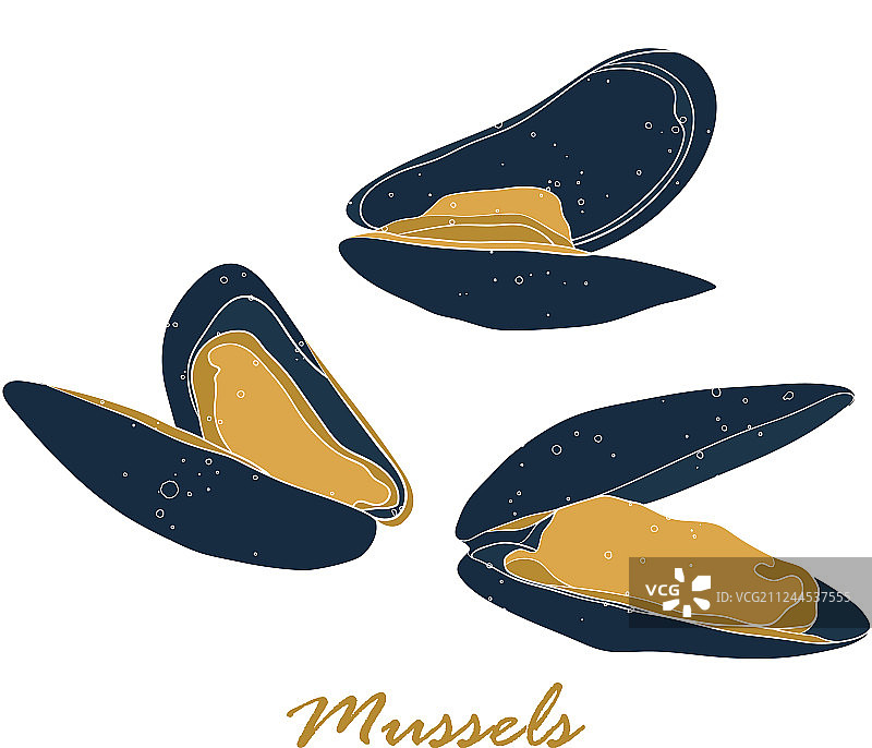 扁平风格的贻贝，白色背景上图片素材