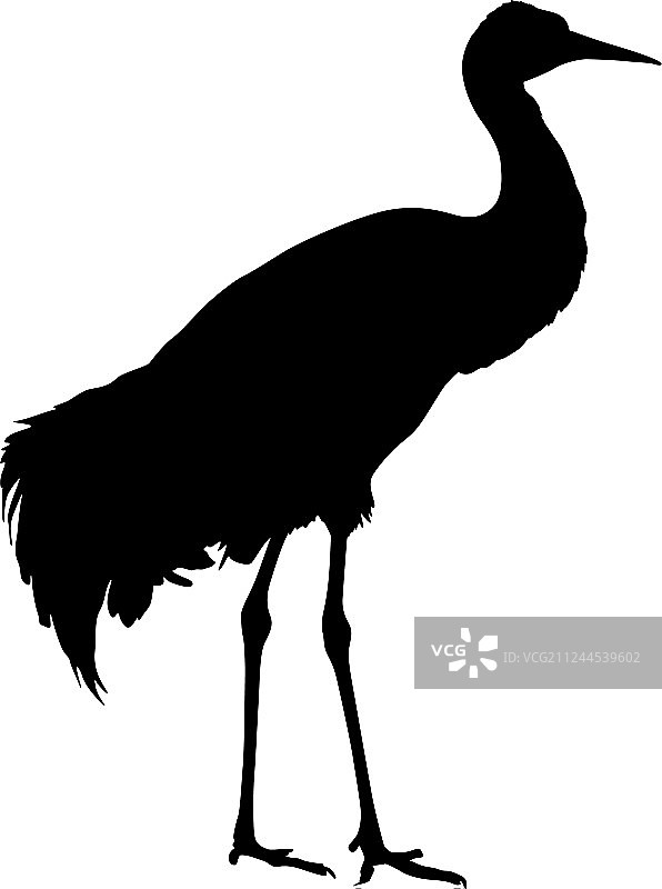 白色背景上的鸟鹤轮廓图片素材