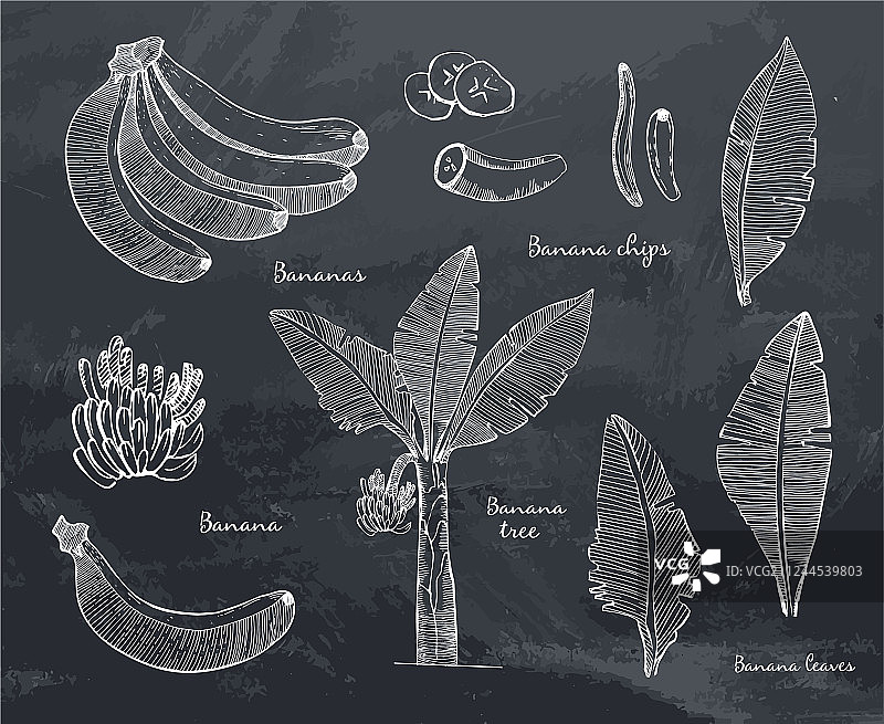 香蕉叶线条素描合集图片素材