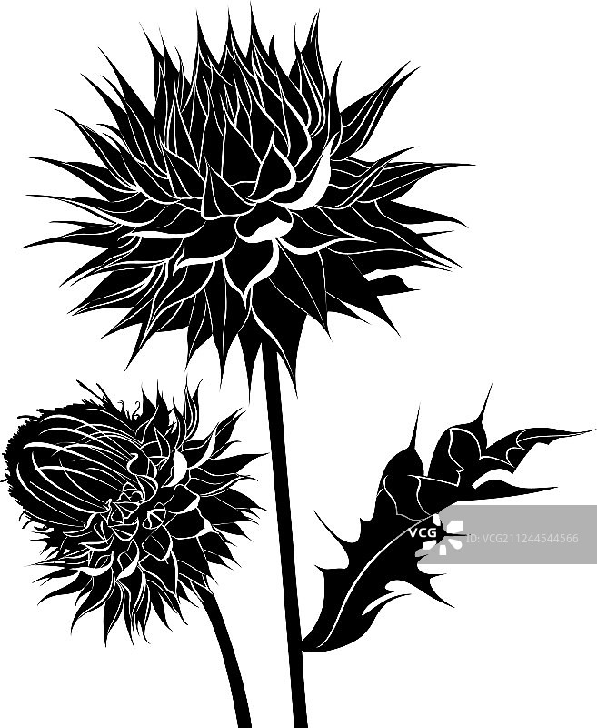 白色背景奶蓟草花朵图片素材