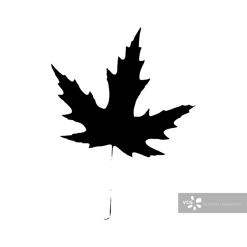 枫树叶子轮廓植物与自然图片素材