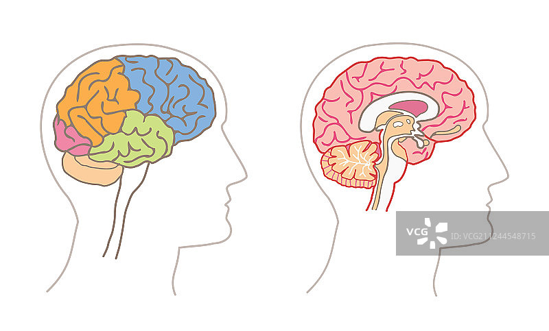 人体解剖图：脑叶与矢状面图片素材