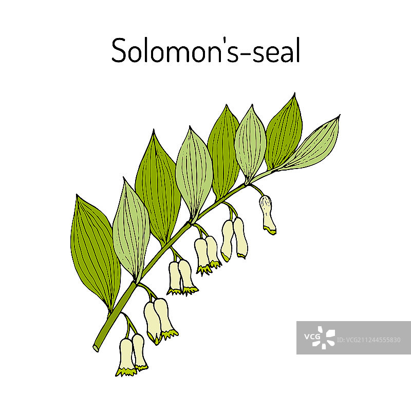 药用植物玉竹图片素材