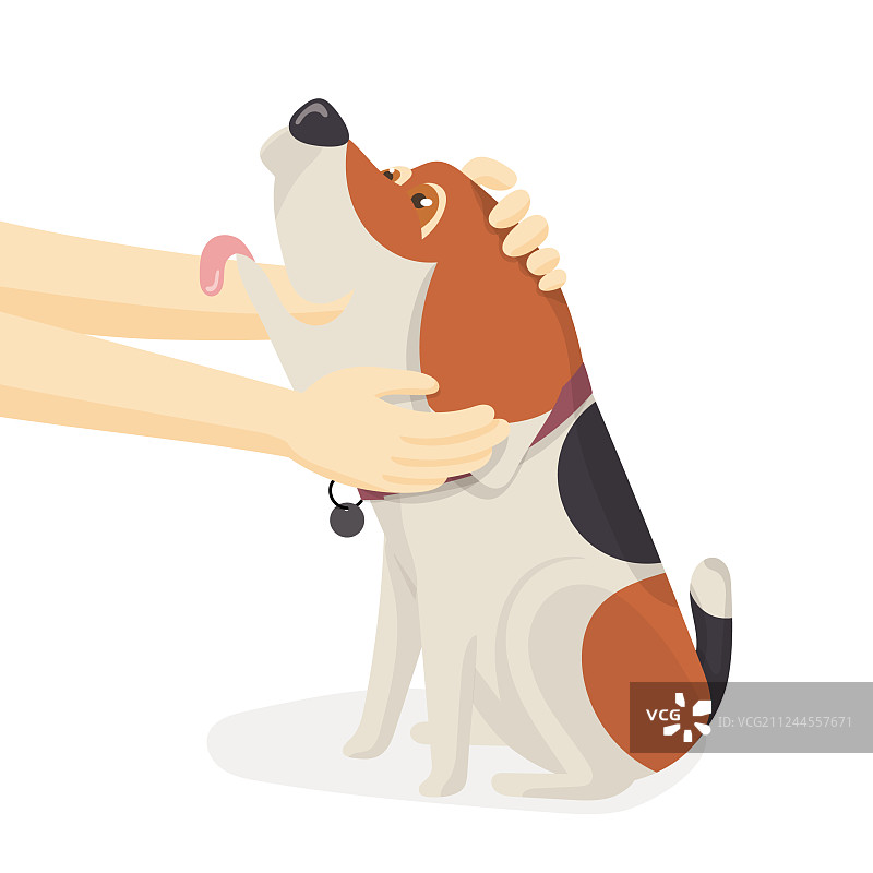 人手拥抱可爱的比格犬图片素材