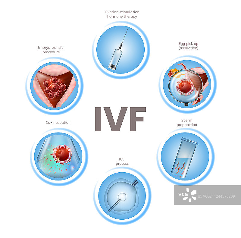 体外受精信息图圆形图标图片素材