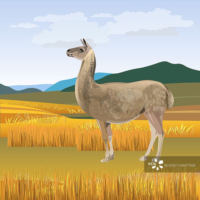 羊驼吃草图片素材