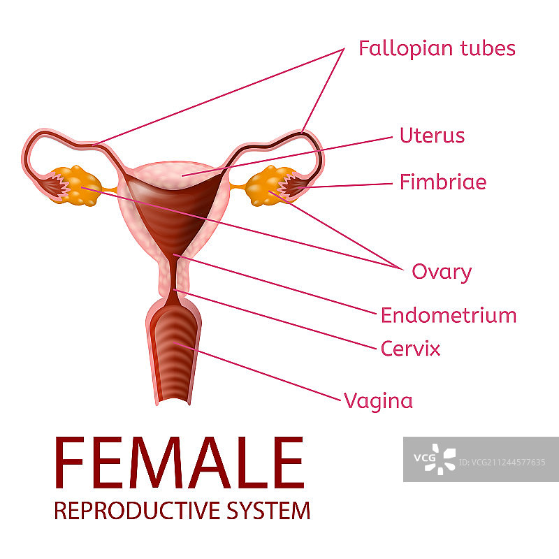 女性生殖系统妇科banner图片素材