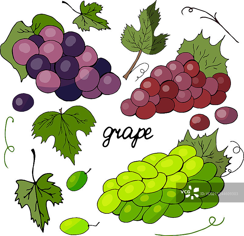 不同品种的葡萄和葡萄叶集合图片素材