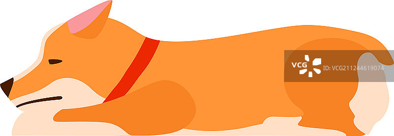 悲伤的威尔士柯基犬图片素材